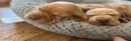 Hungarian Vizsla dogs for sale: Crufts Best in Show & Elite working Bloodlines - Advert 23