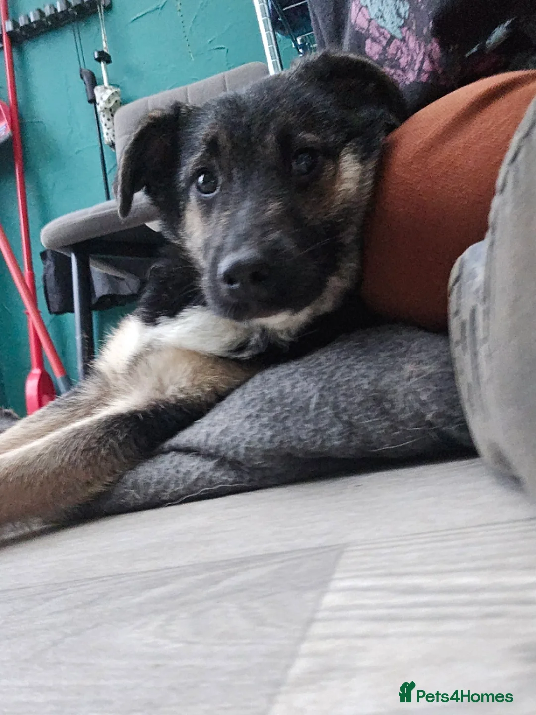 Mixed Breed dogs for adoption: Roquefort for Adoption!  - Advert 6