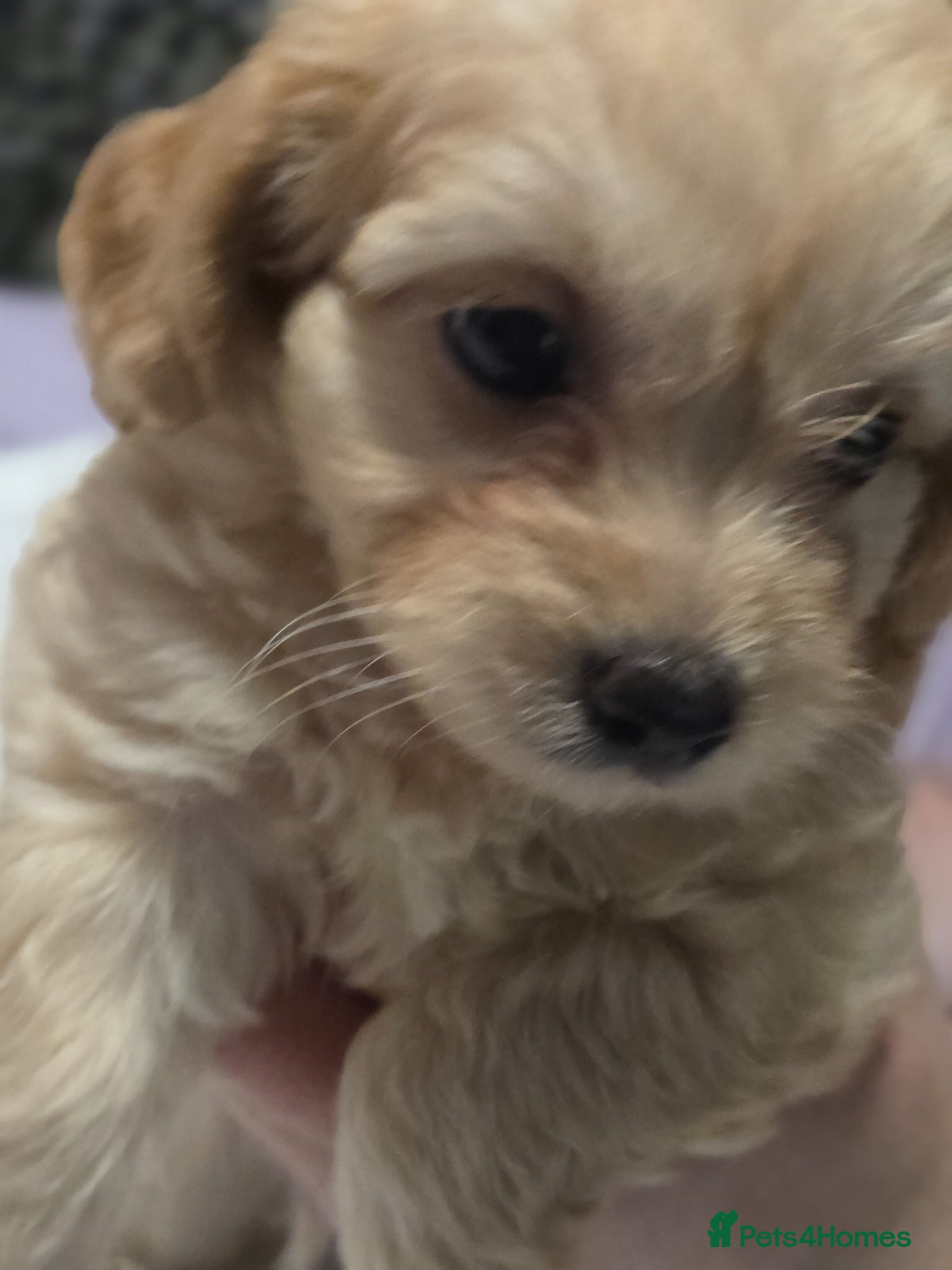 Chipoo dogs for sale:  Chihuahua x miniature poodles  in Leicester - Advert 6