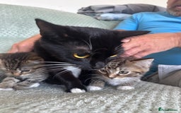 British Shorthair cats for sale: Male tabby kittens - Image 3