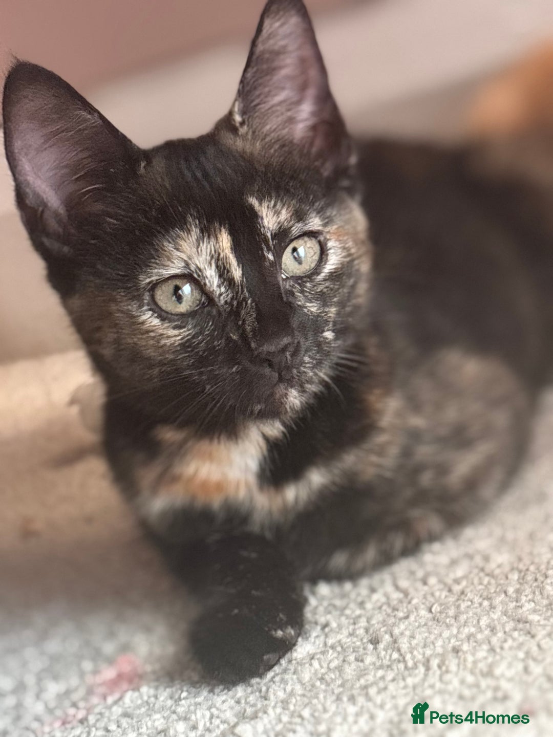 Mixed Breed cats for sale: 1 Gorgeous Female Kitten Ready for their new home - Image 4