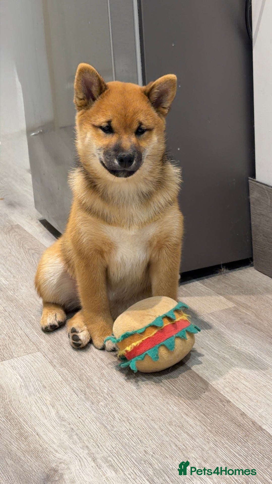 Japanese Shiba Inu dogs for sale: Japanese Shiba Inu  - Advert 15