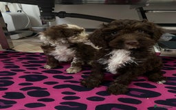 Cockapoo dogs for sale: Cockapoos ready now  - Image 25