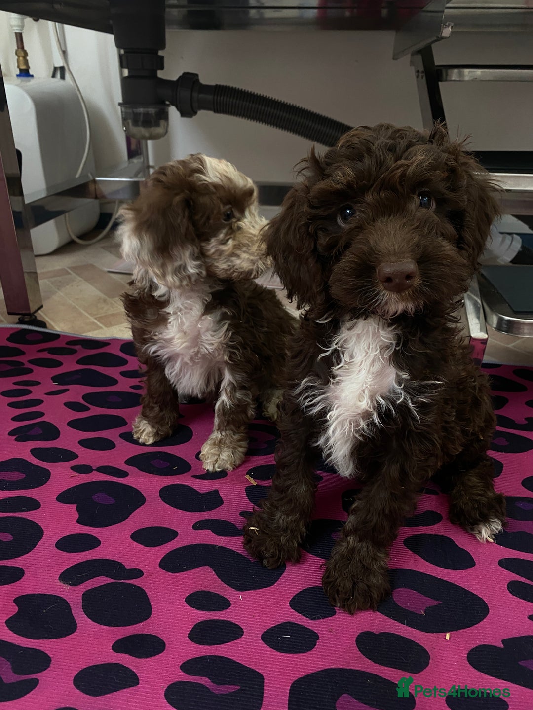 Cockapoo dogs for sale: Cockapoos ready now  - Image 25