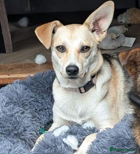 Mixed Breed dogs ❤️Caramel❤️ 10-month-old lower-medium awesome girl - Advert 1