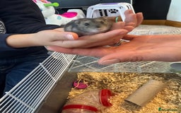 Hamster rodents for sale: Russian dwarf hamster  - Image 6