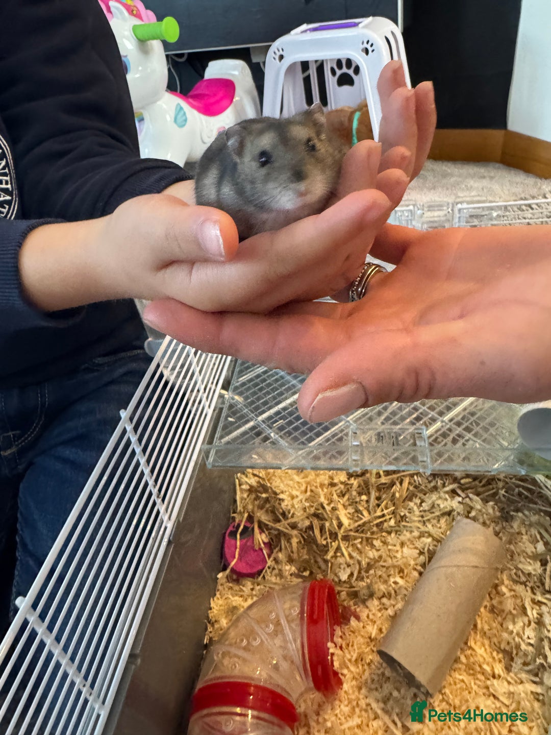 Hamster rodents for sale: Russian dwarf hamster  - Image 6