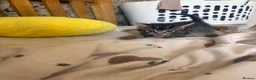 Ragdoll cats for sale: Beautiful litter of 5 kittens for sale  - Advert 15