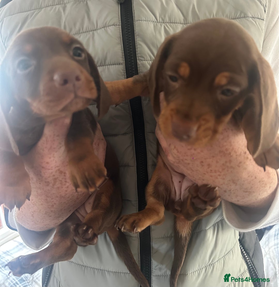 Dachshund dogs for sale: Dachshund 2 girls  - Image 1