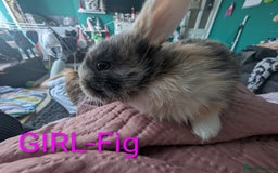 Harlequin rabbits for sale: Beautiful baby bunnies - Image 3