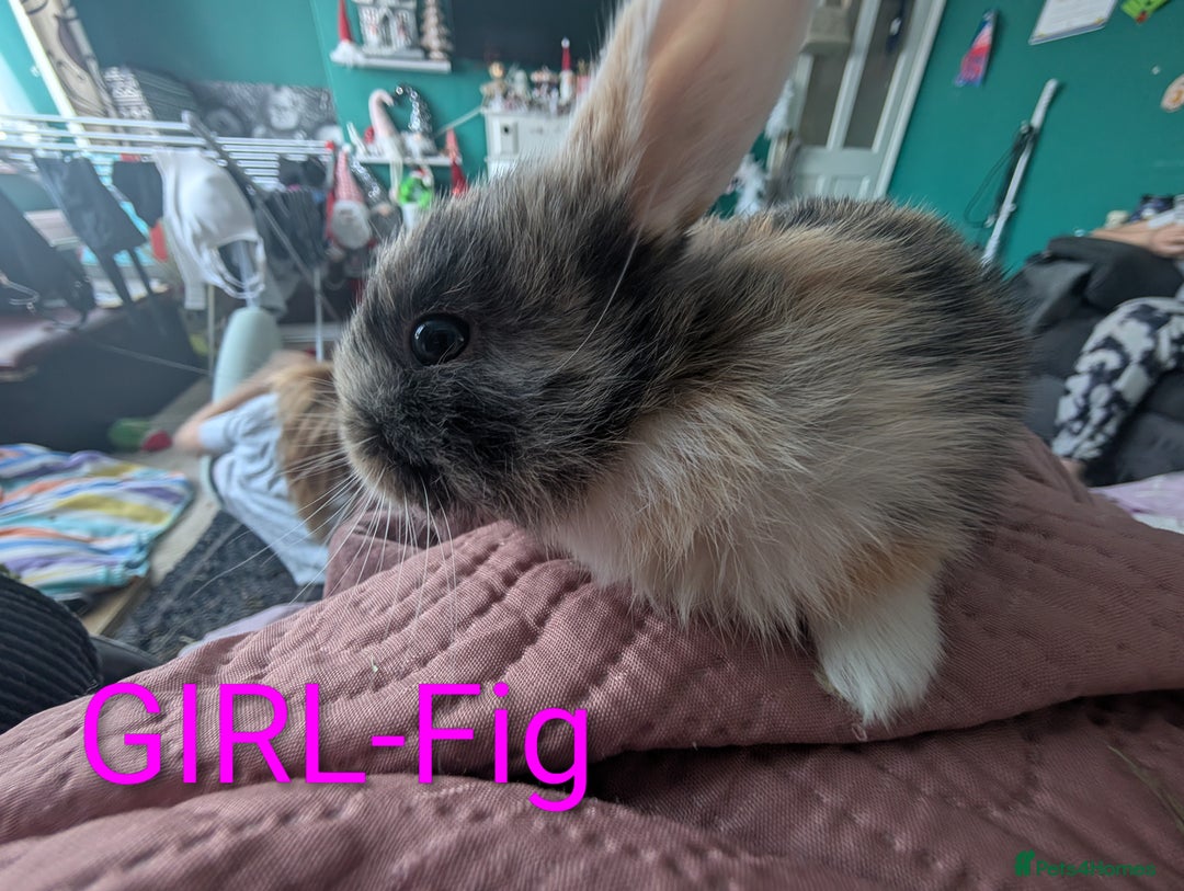 Harlequin rabbits for sale: Beautiful baby bunnies - Image 3