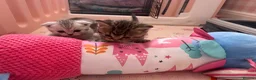 Scottish Fold cats for sale: 2 kittens left available  - Advert 8