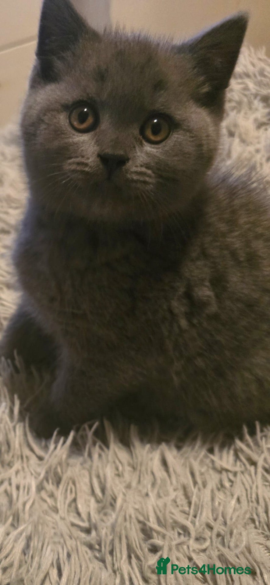 British Shorthair cats 1 gorgeous British short hair kitten - Advert 2