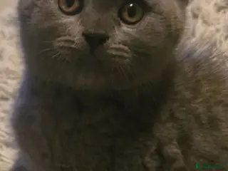 British Shorthair cats 1 beautiful British short hair kitten left!!! - Advert 1