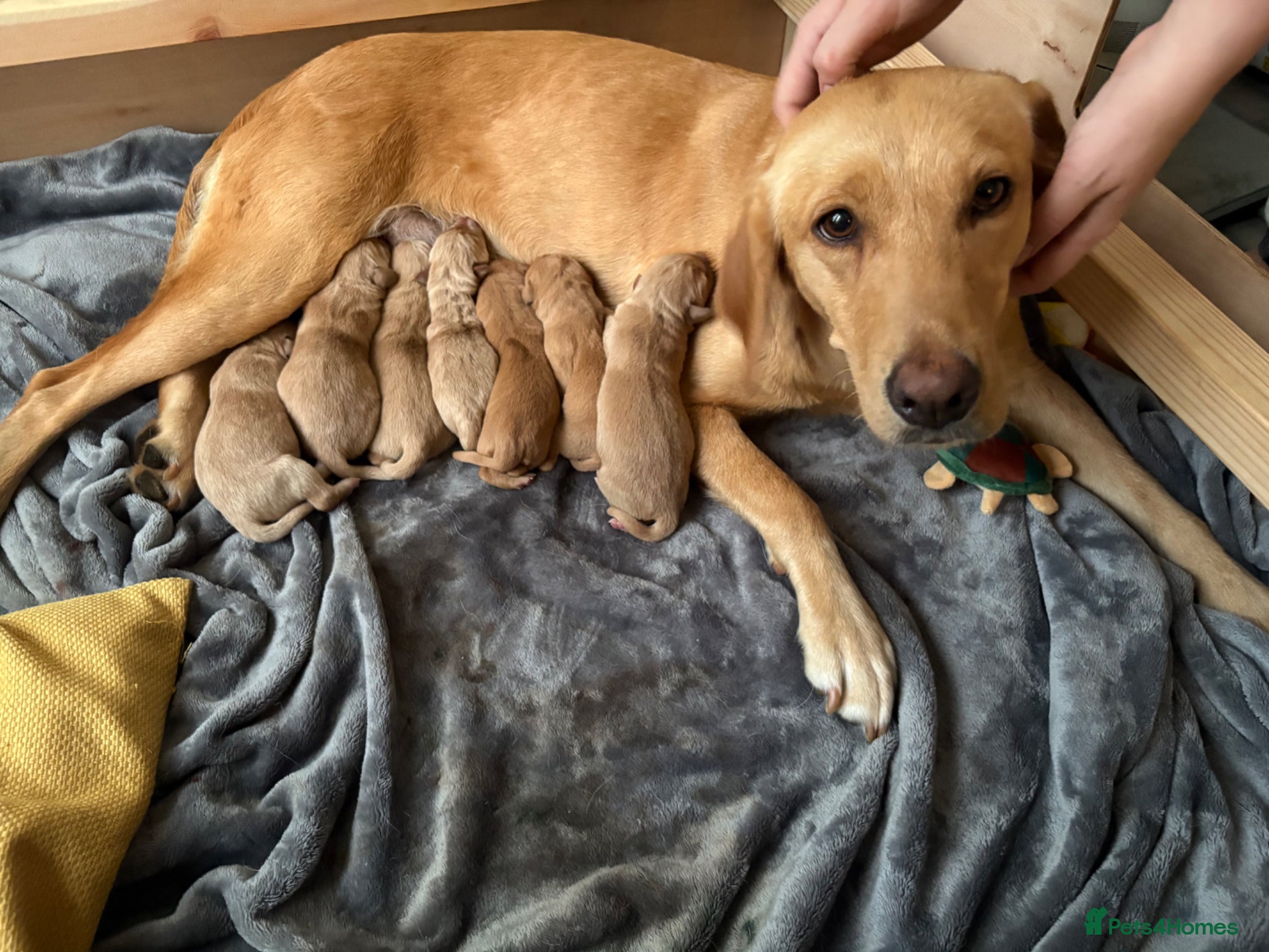 Labrador Retriever dogs Exceptionally Health Tested Champion Pedigree Pups - Advert 2