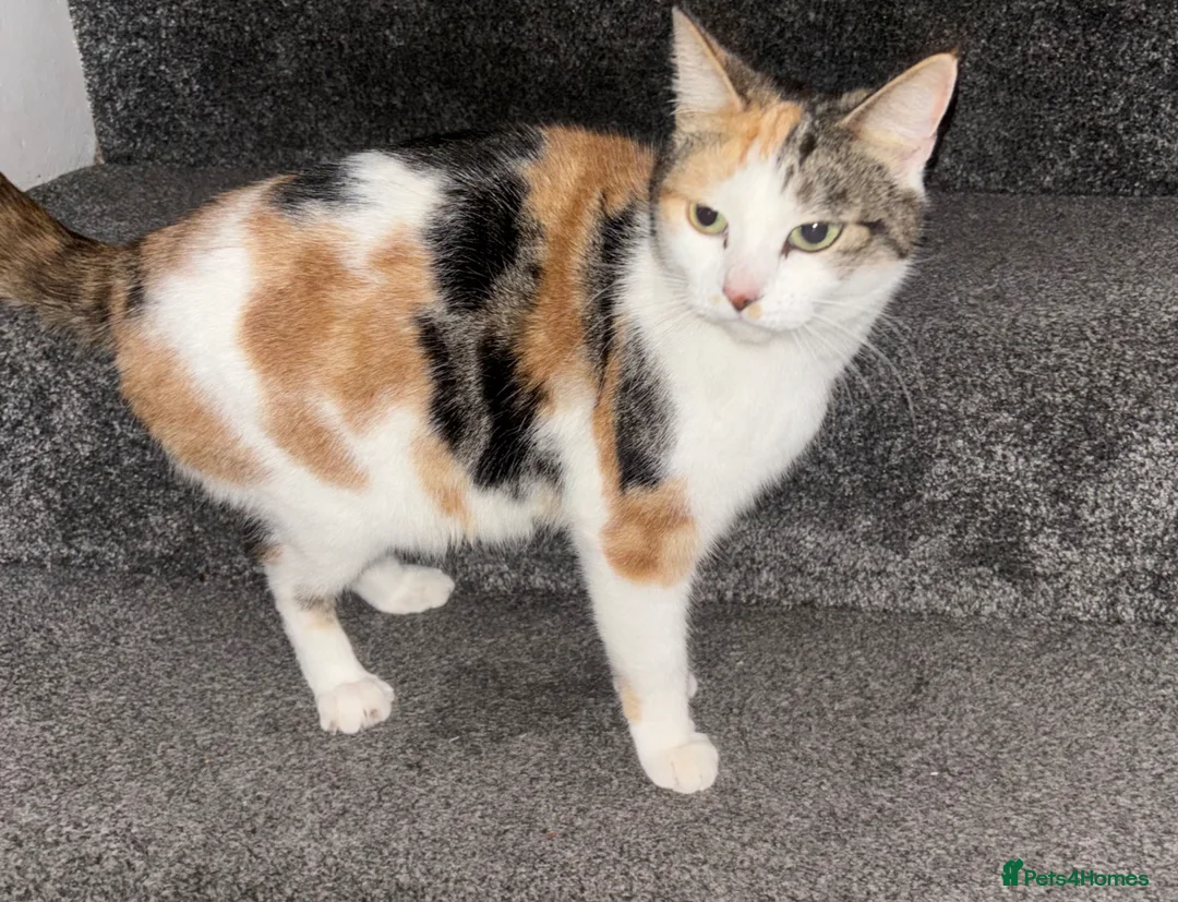 Mixed Breed cats for sale: Kittens in Enfield - Advert 8