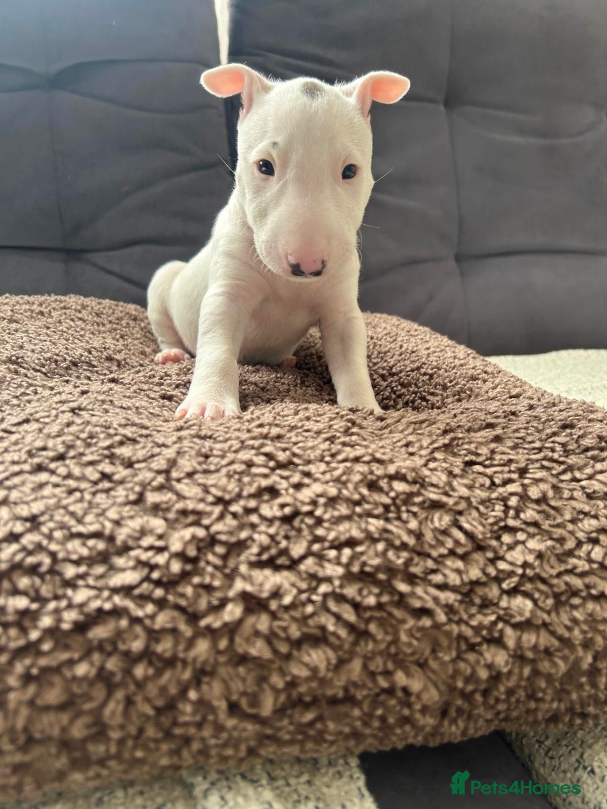 Miniature Bull terrier dogs for sale: 1 Male Miniature English bull terrier available  - Advert 8