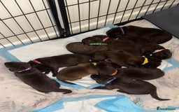 Mixed Breed dogs for sale: Beautiful Family-Raised Sheprador Puppies - Image 10