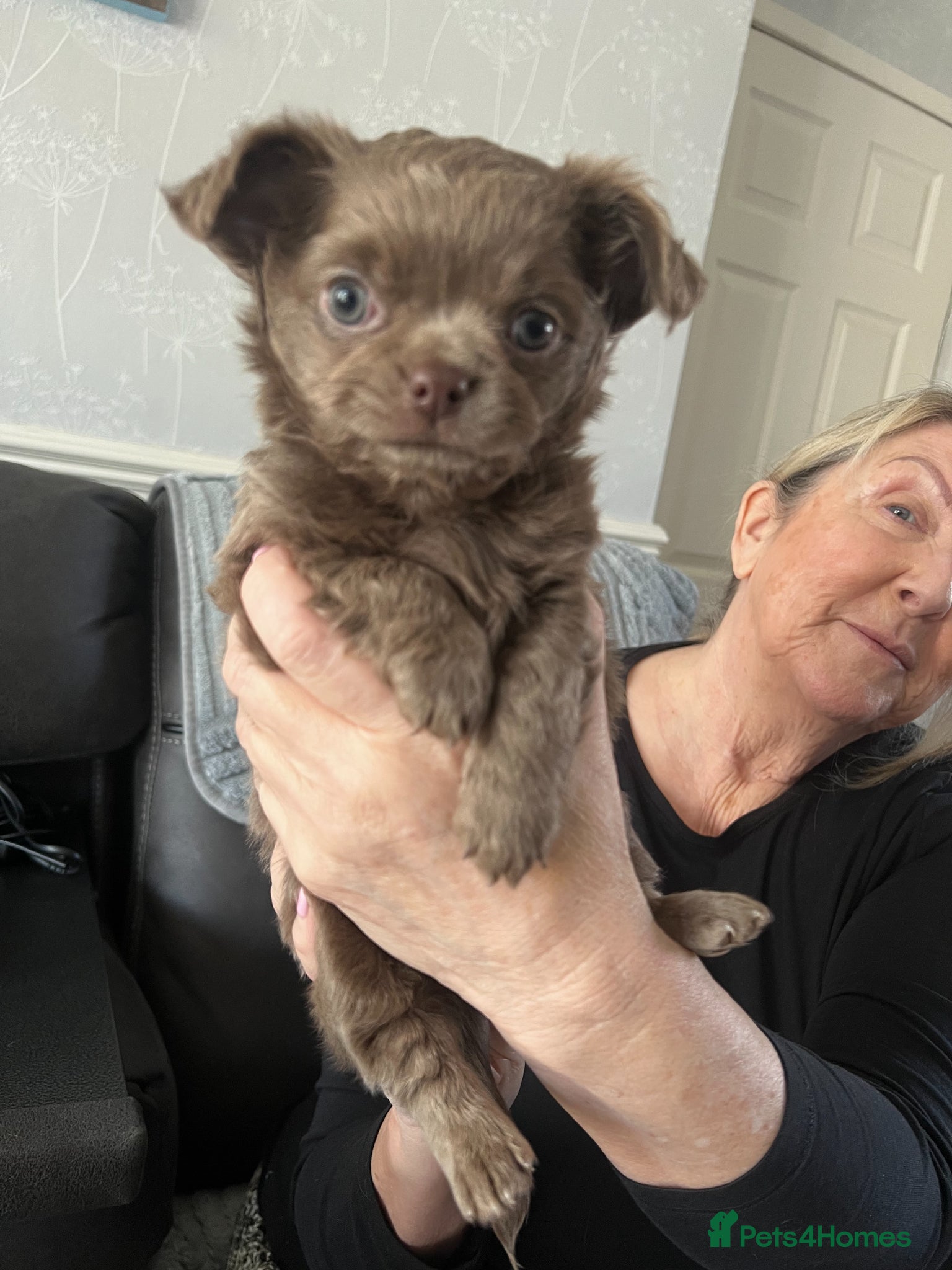 Chihuahua dogs Chihuahua long haired - Advert 14