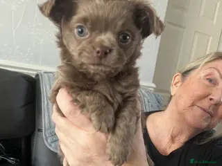 Chihuahua dogs Chihuahua long haired - Advert 14