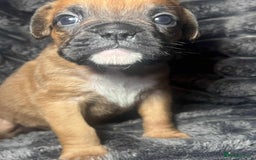 Boxer dogs for sale: Gorgeous litter of red and white boxers.  - Image 26