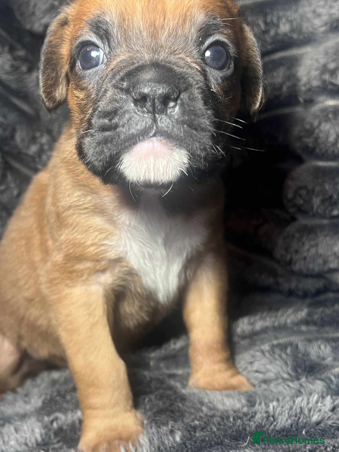 Boxer dogs for sale: Gorgeous litter of red and white boxers.  - Image 26