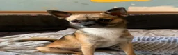 Pomchi dogs for stud: DISCOUNTED TILL PROVEN! in Clacton-on-Sea - Advert 3