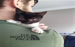 Domestic Shorthair cats for sale: Squeakies babies - Image 5