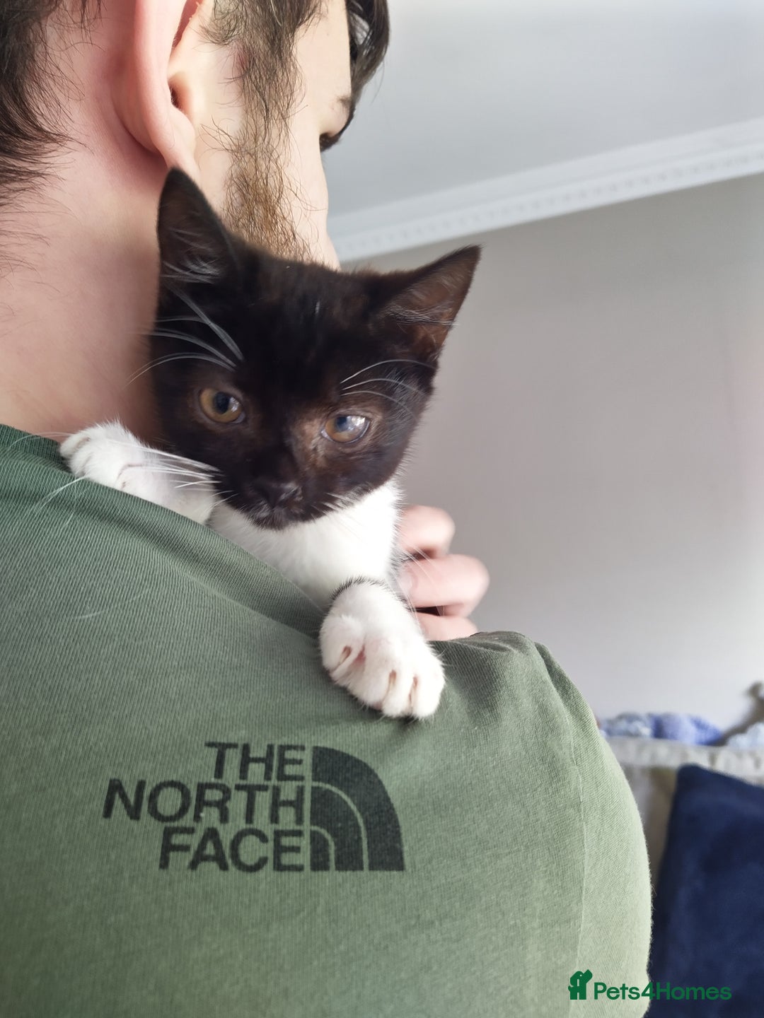 Domestic Shorthair cats for sale: Squeakies babies - Image 5