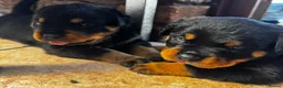 Rottweiler dogs for sale: Beautiful Show Quality Rottweiler Puppies - Advert 11