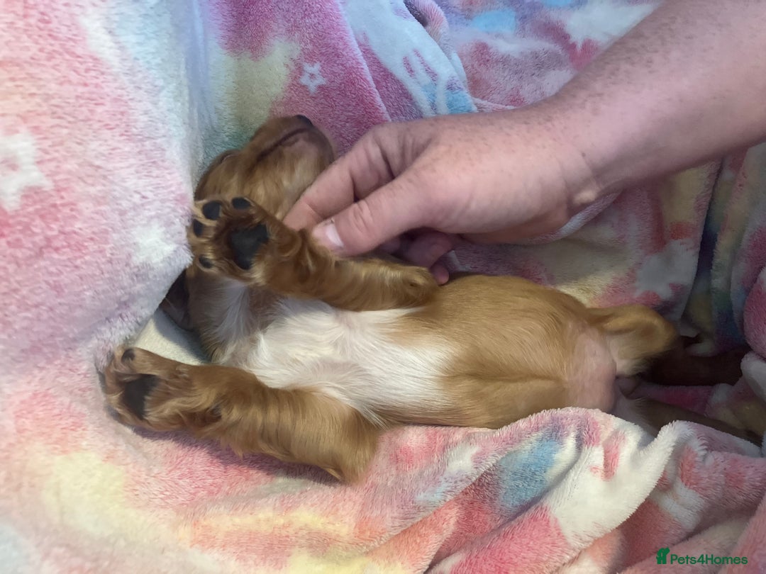 Cocker Spaniel dogs for sale: Working Cocker spaniel puppies - Image 7