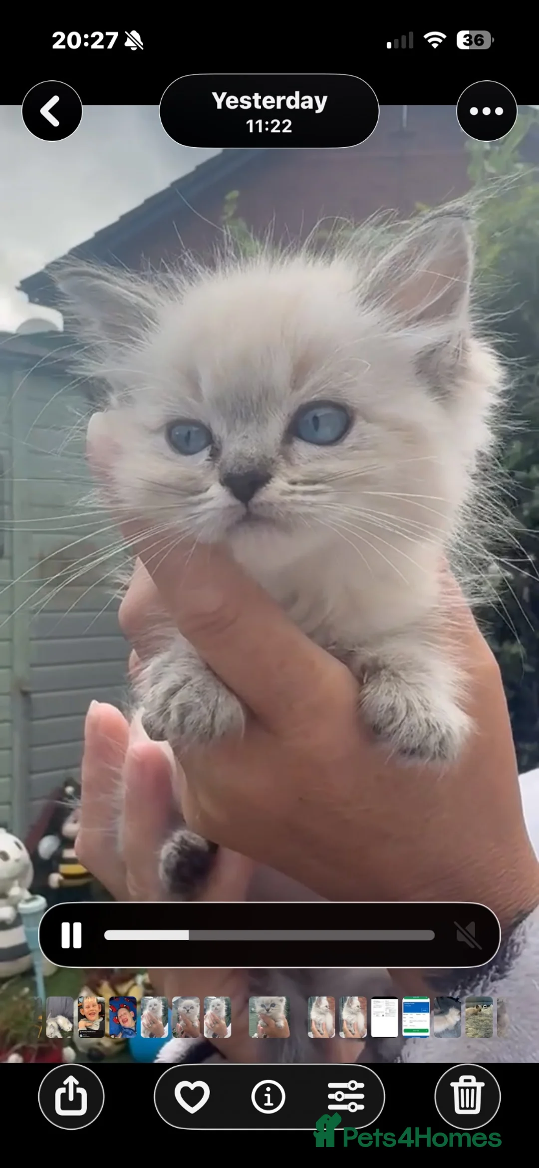 Ragdoll cats for sale: Ragdoll  - Advert 2