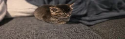 Mixed Breed cats for sale: Mixed breed tabby kitten - Advert 7