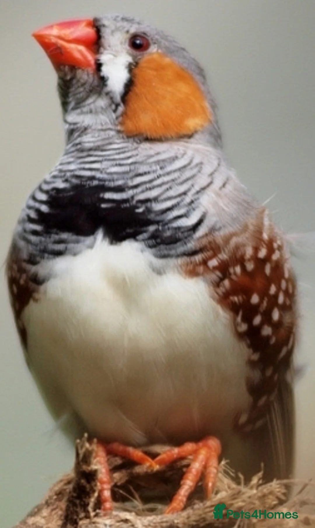 Finches birds for sale: ZEBRA FINCHES SHOW CLASS EXIBITION SIZE PAIR - Advert 1