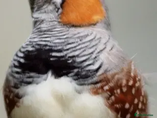 Finches birds ZEBRA FINCHES SHOW CLASS EXIBITION SIZE PAIR - Advert 6