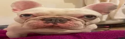 French Bulldog dogs for sale: BlueEyed Hugo 💙 in Grimsby - Advert 4
