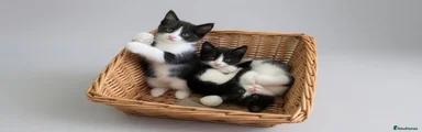 Mixed Breed 3