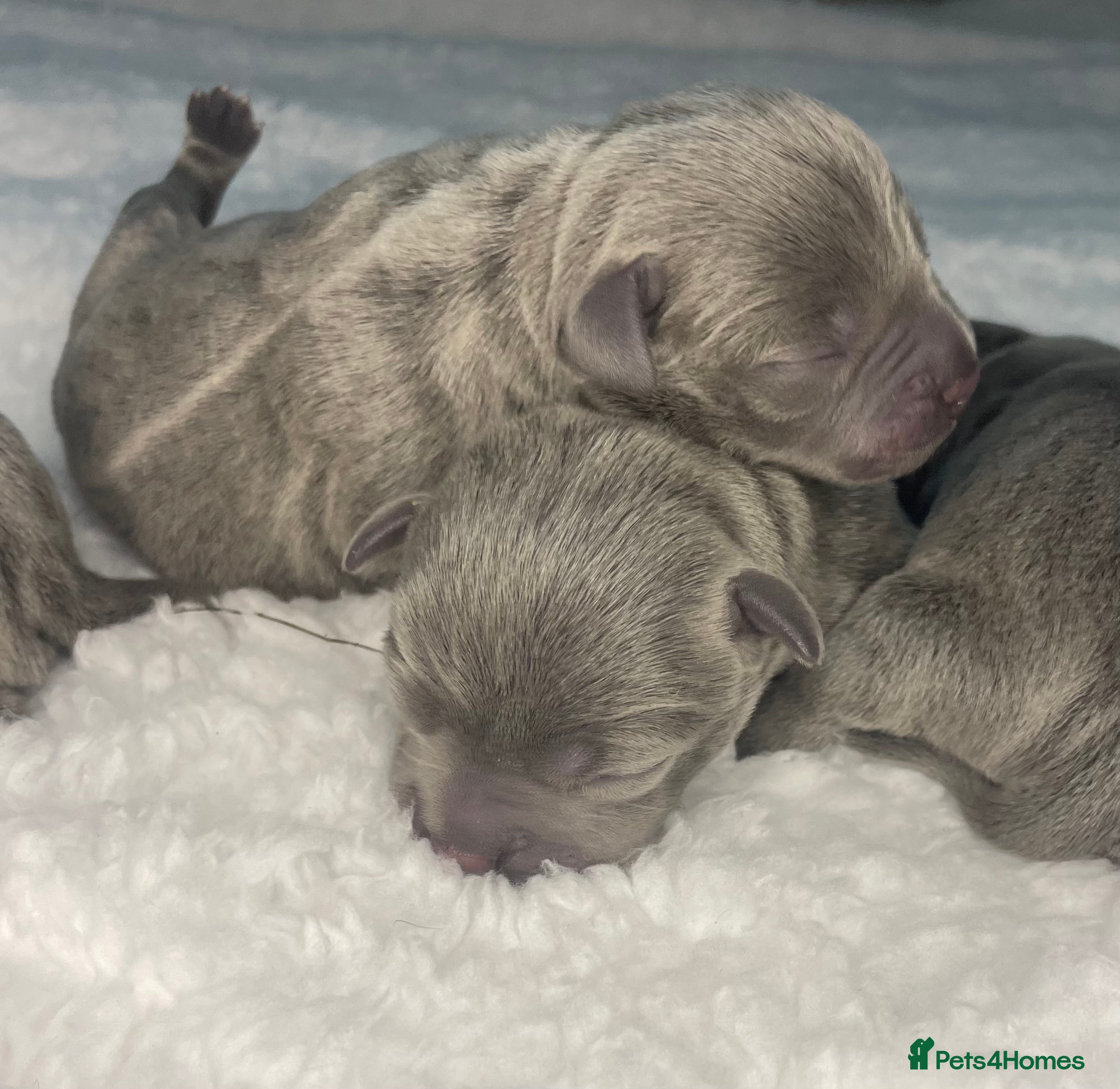 Staffordshire Bull Terrier dogs 6 stunning KC Staffordshire bull terrier puppy’s  - Advert 5