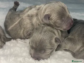 Staffordshire Bull Terrier dogs 6 stunning KC Staffordshire bull terrier puppy’s - Advert 5