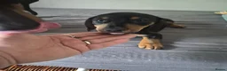 Dachshund dogs for sale: One little boy left out of litter of 7.  - Advert 8