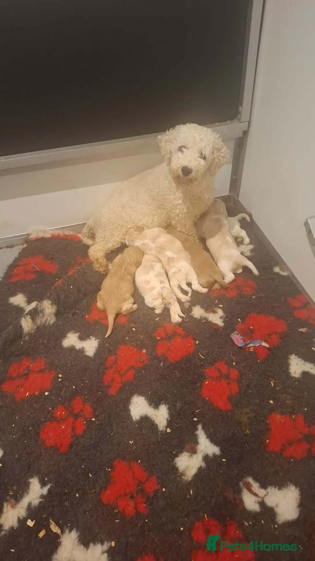 Cavachon dogs for sale: F1 Cavachon puppies - Advert 8