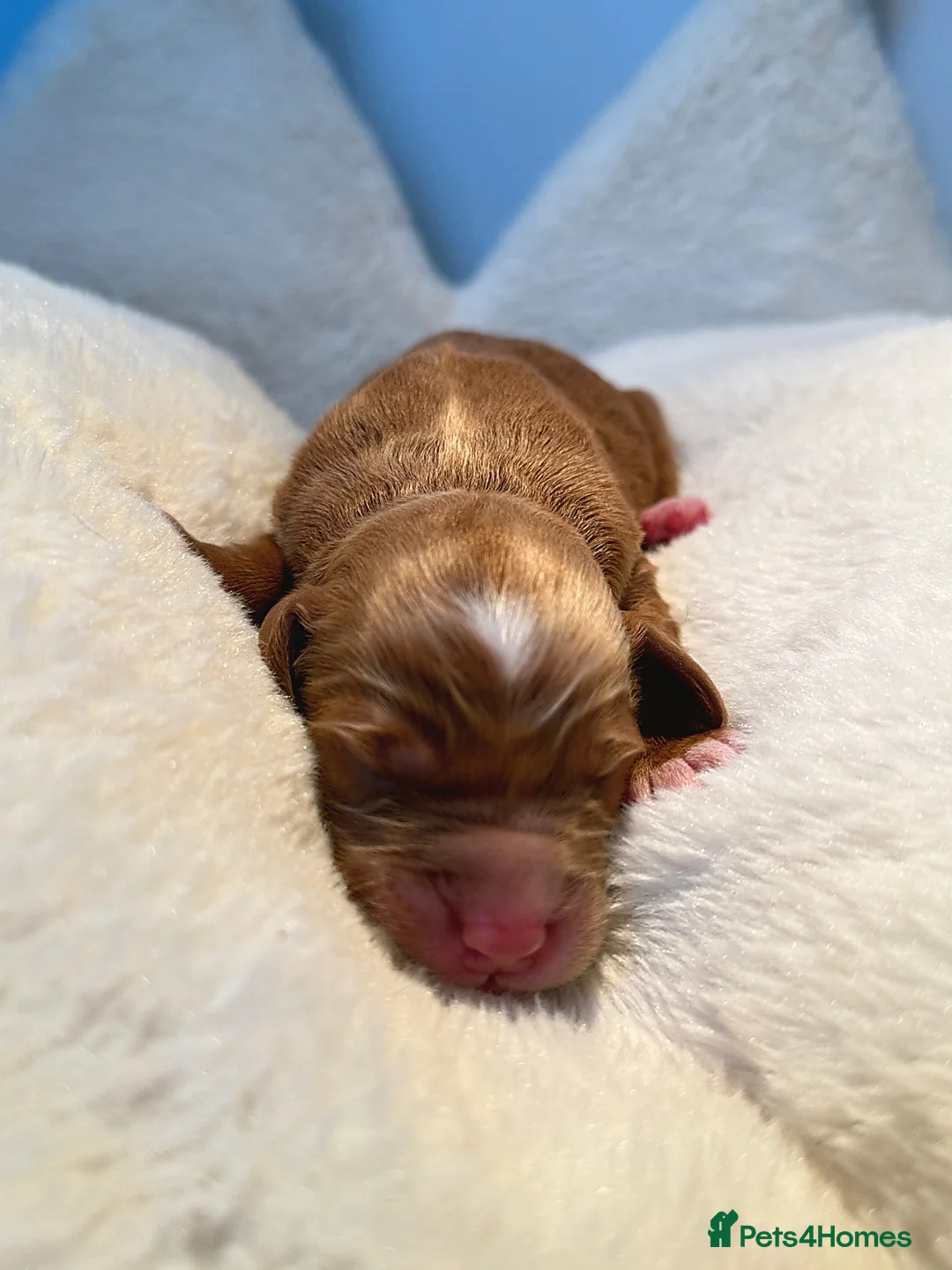 Labradoodle dogs for sale: 🧸Beautiful teddy bear F1 Labradoodles🧸  - Advert 11