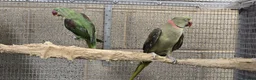 Parrots birds for sale: Alexandrin grey green male and split female green  - Advert 4
