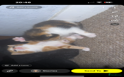 Domestic Shorthair cats for sale: Beautiful kittens - Image 7