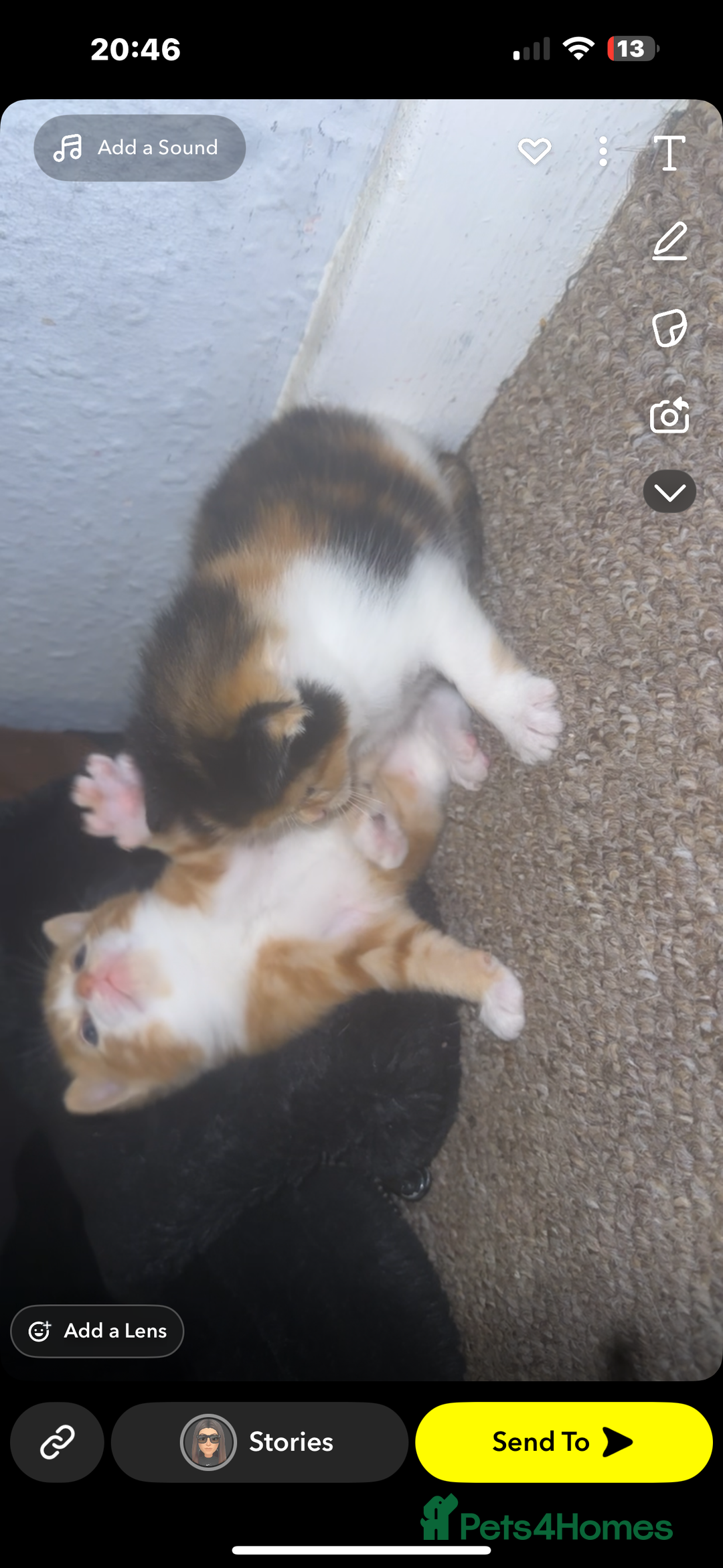 Domestic Shorthair cats for sale: Beautiful kittens - Image 7