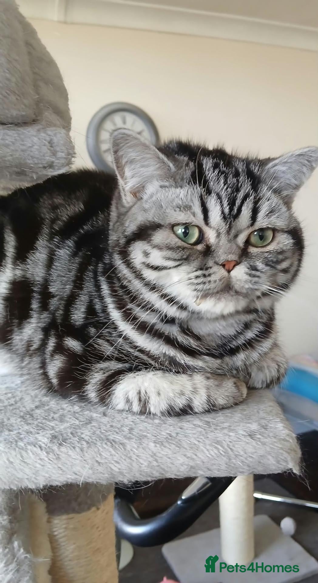 British Shorthair cats Bsh. Silver Tabby.  TICA.. 🍄🍒 - Advert 5