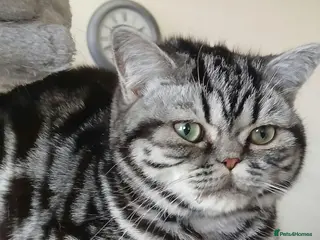 British Shorthair cats Bsh. Silver Tabby. TICA.. 🍄🍒 - Advert 5