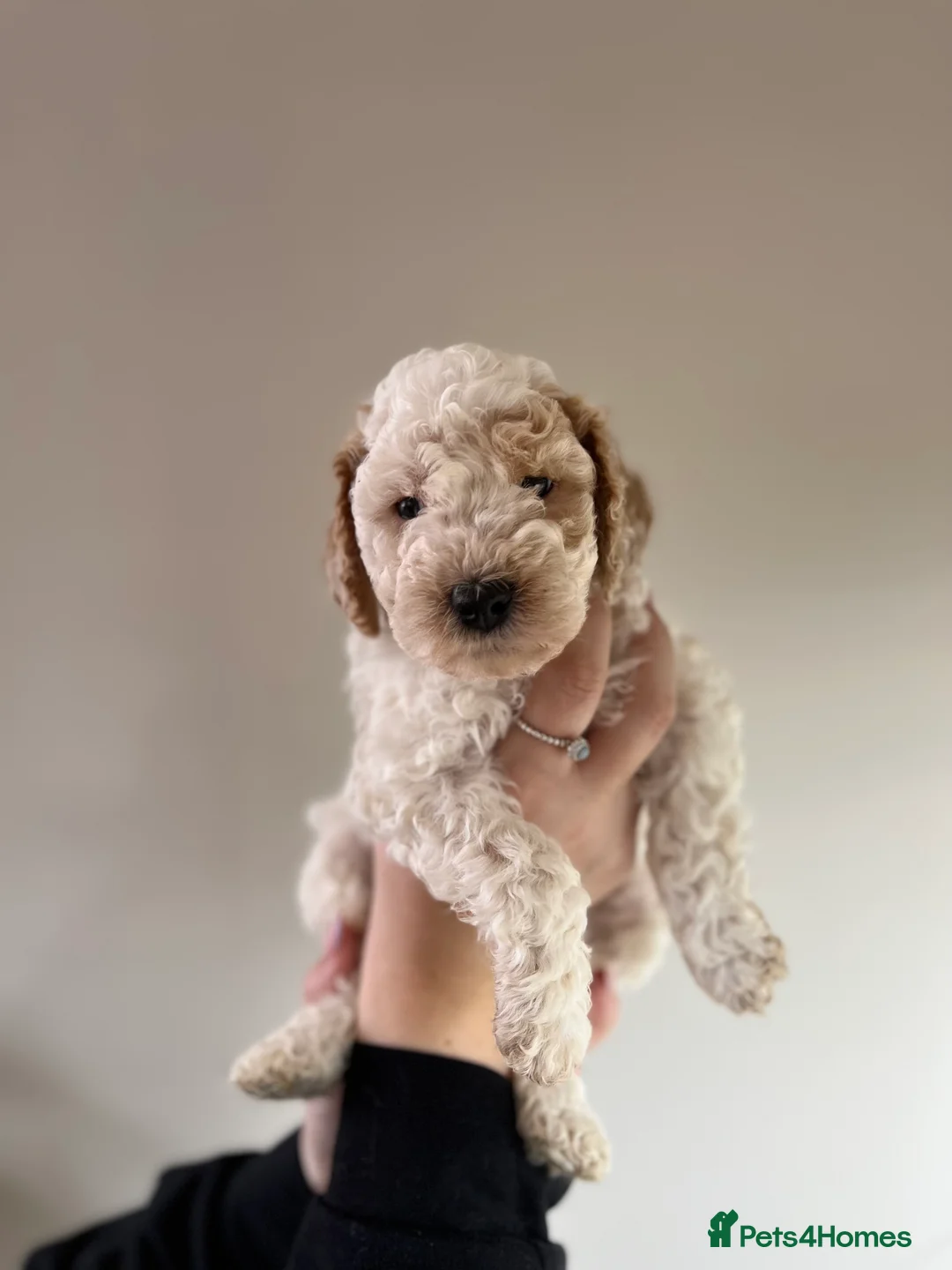 Cockapoo dogs for stud: STUD - F1 Red and white Cockapoo - Health Clear in York - Advert 11