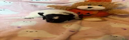Cocker Spaniel dogs for sale: COCKER SPANIELS 2 Boys 1 Girl SCARBOROUGH  - Advert 11