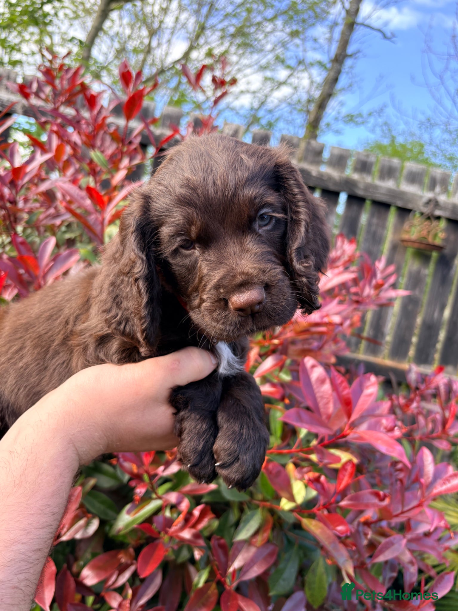 Cocker Spaniel dogs Working Cocker Spaniel RKC Registered - Advert 5